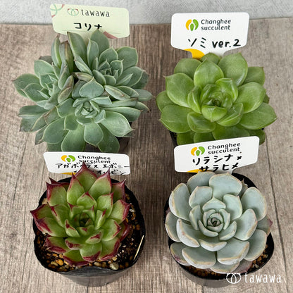 6-seedling set (Chanhee Farm) [Tawawa House seedlings]