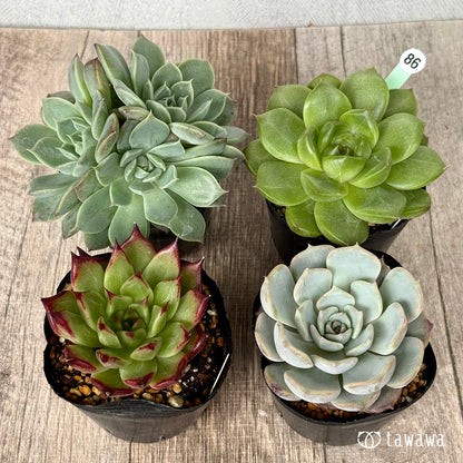 6-seedling set (Chanhee Farm) [Tawawa House seedlings]