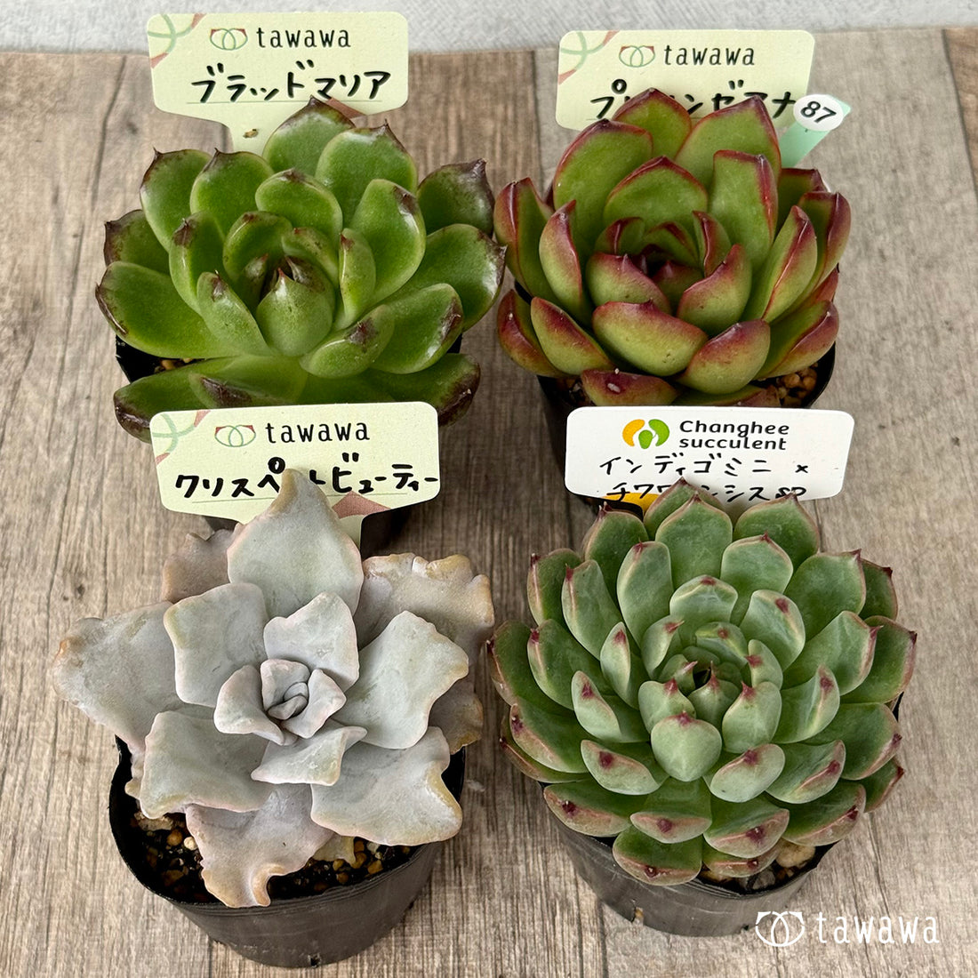 6-seedling set (Chanhee Farm) [Tawawa House seedlings]