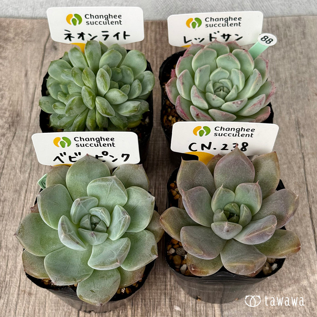 6-seedling set (Chanhee Farm) [Tawawa House seedlings]