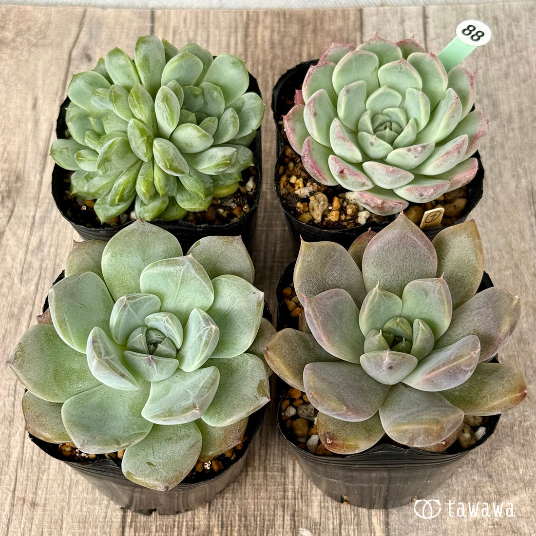 6-seedling set (Chanhee Farm) [Tawawa House seedlings]