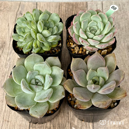 6-seedling set (Chanhee Farm) [Tawawa House seedlings]