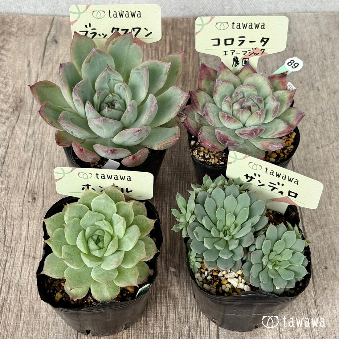 6-seedling set (Chanhee Farm) [Tawawa House seedlings]