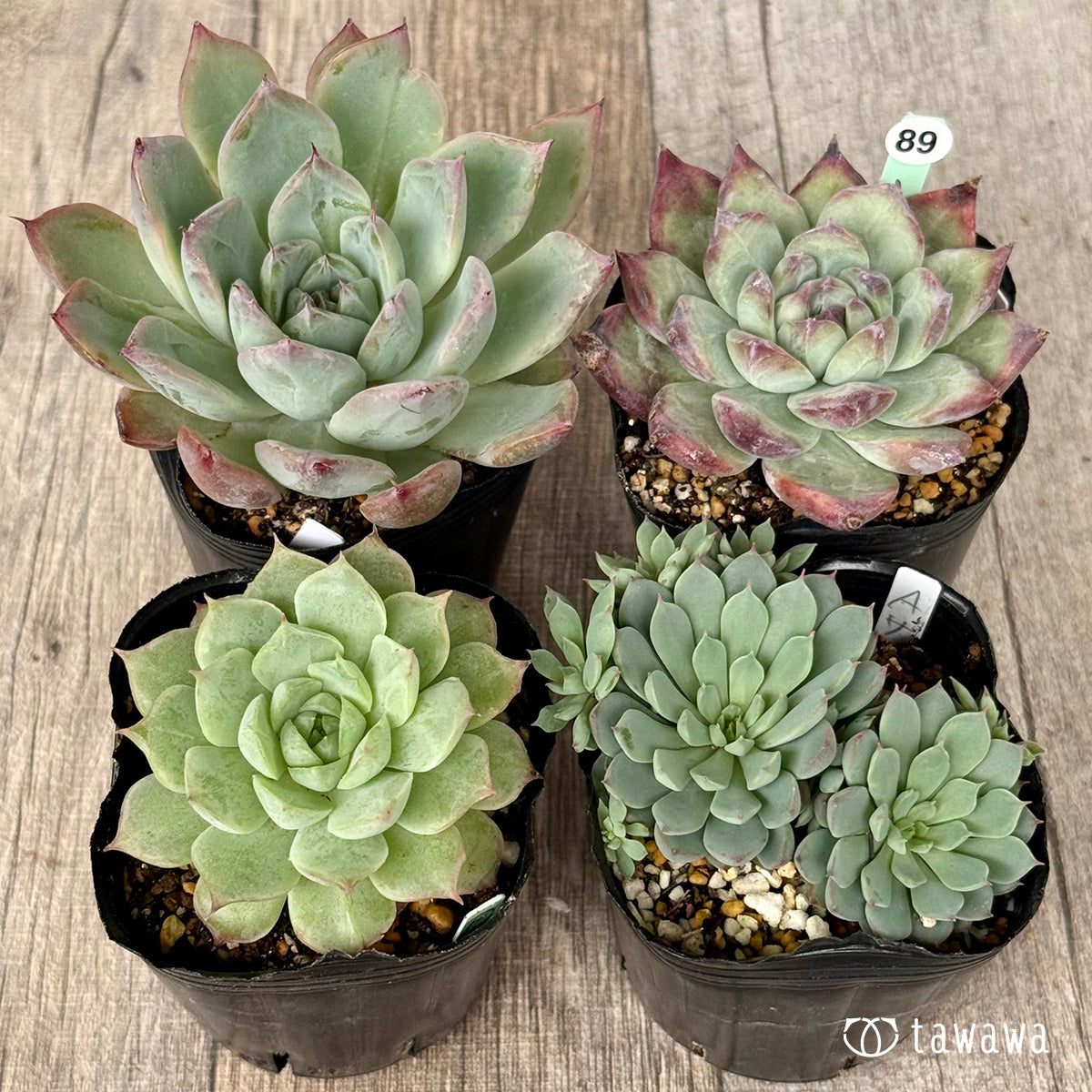 6-seedling set (Chanhee Farm) [Tawawa House seedlings]