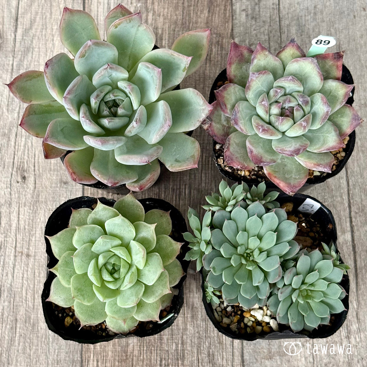 6-seedling set (Chanhee Farm) [Tawawa House seedlings]
