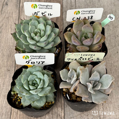 6-seedling set (Chanhee Farm) [Tawawa House seedlings]