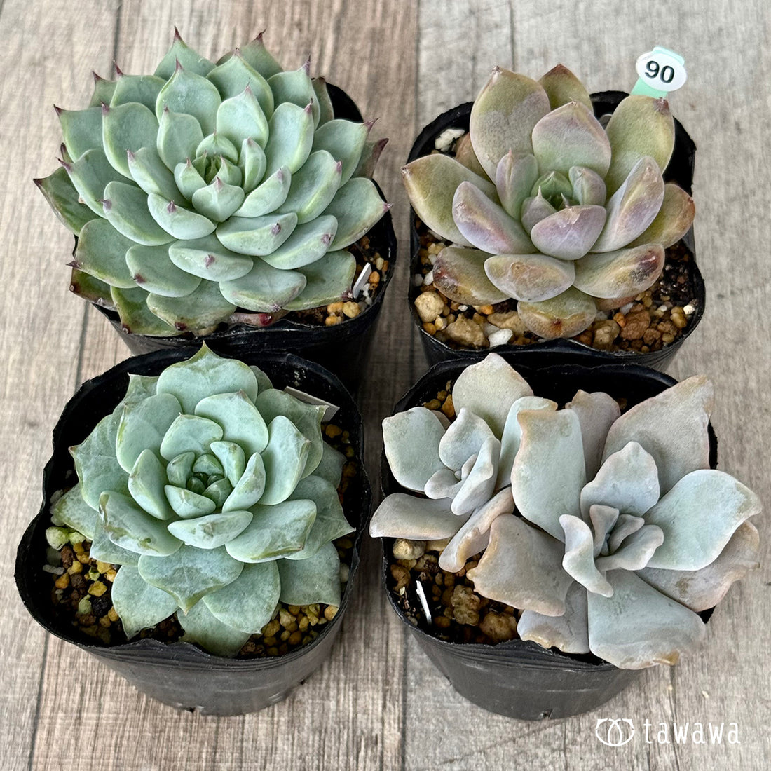 6-seedling set (Chanhee Farm) [Tawawa House seedlings]