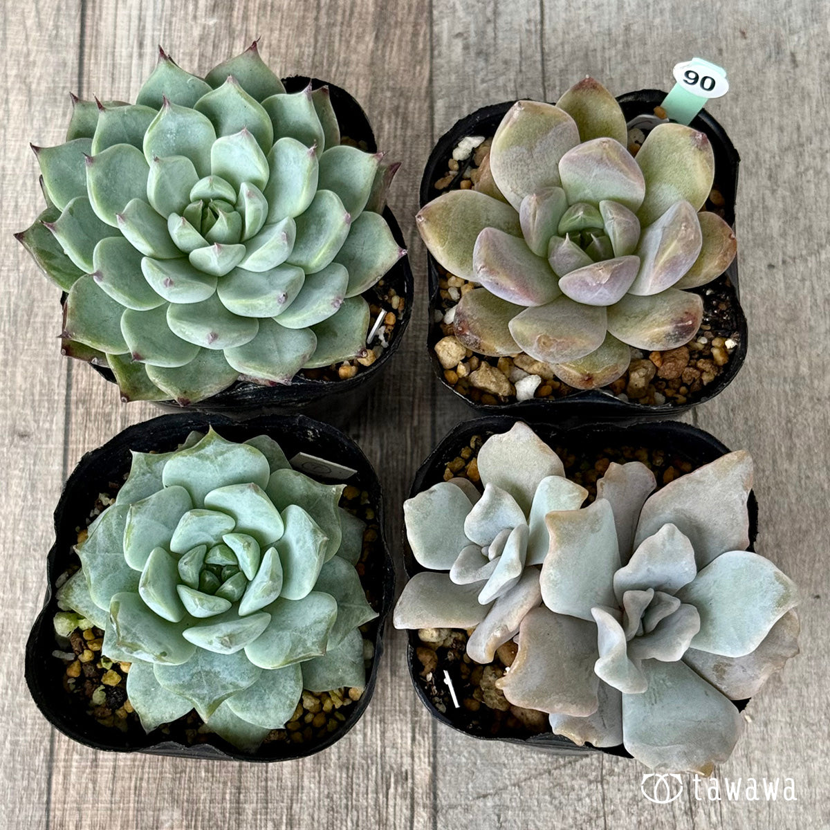 6-seedling set (Chanhee Farm) [Tawawa House seedlings]