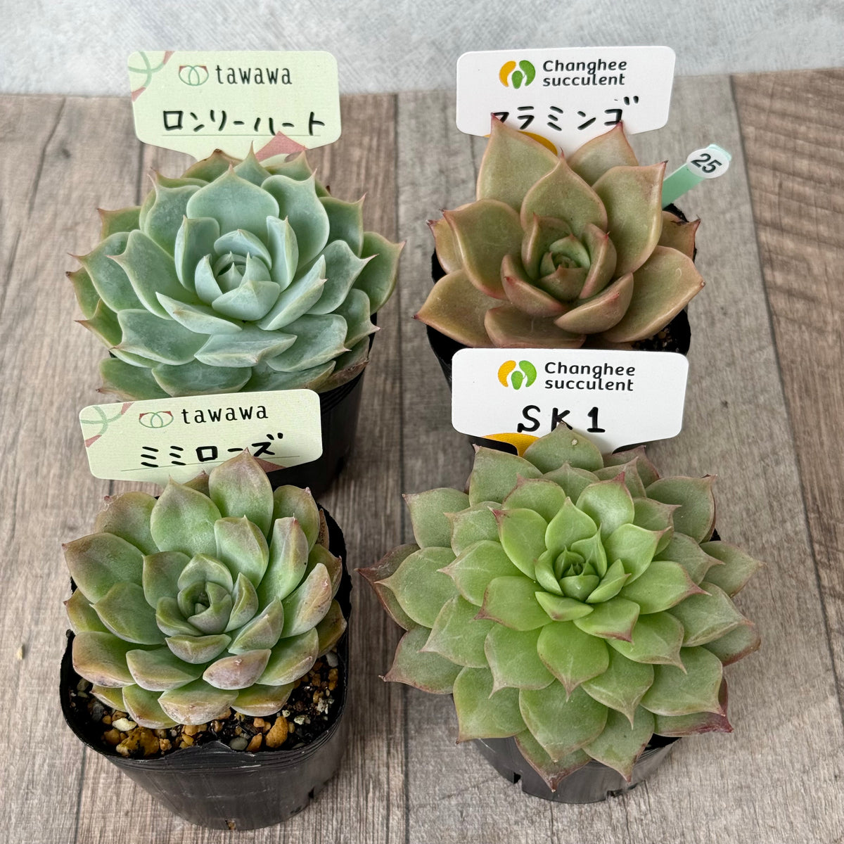 6-seedling set (Chanhee Farm) [Tawawa House seedlings]
