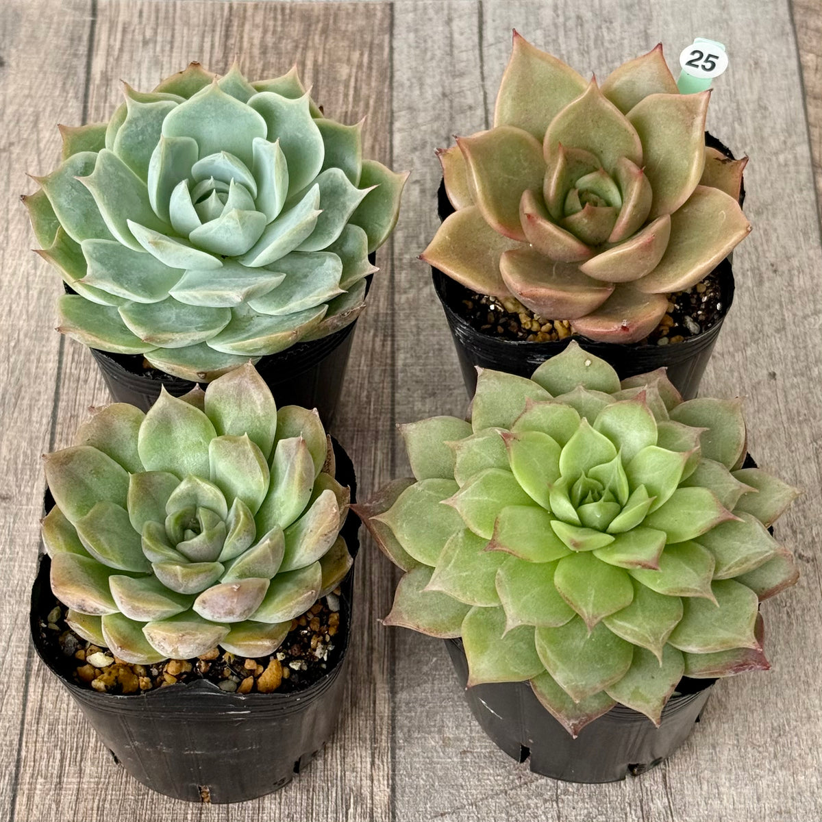 6-seedling set (Chanhee Farm) [Tawawa House seedlings]