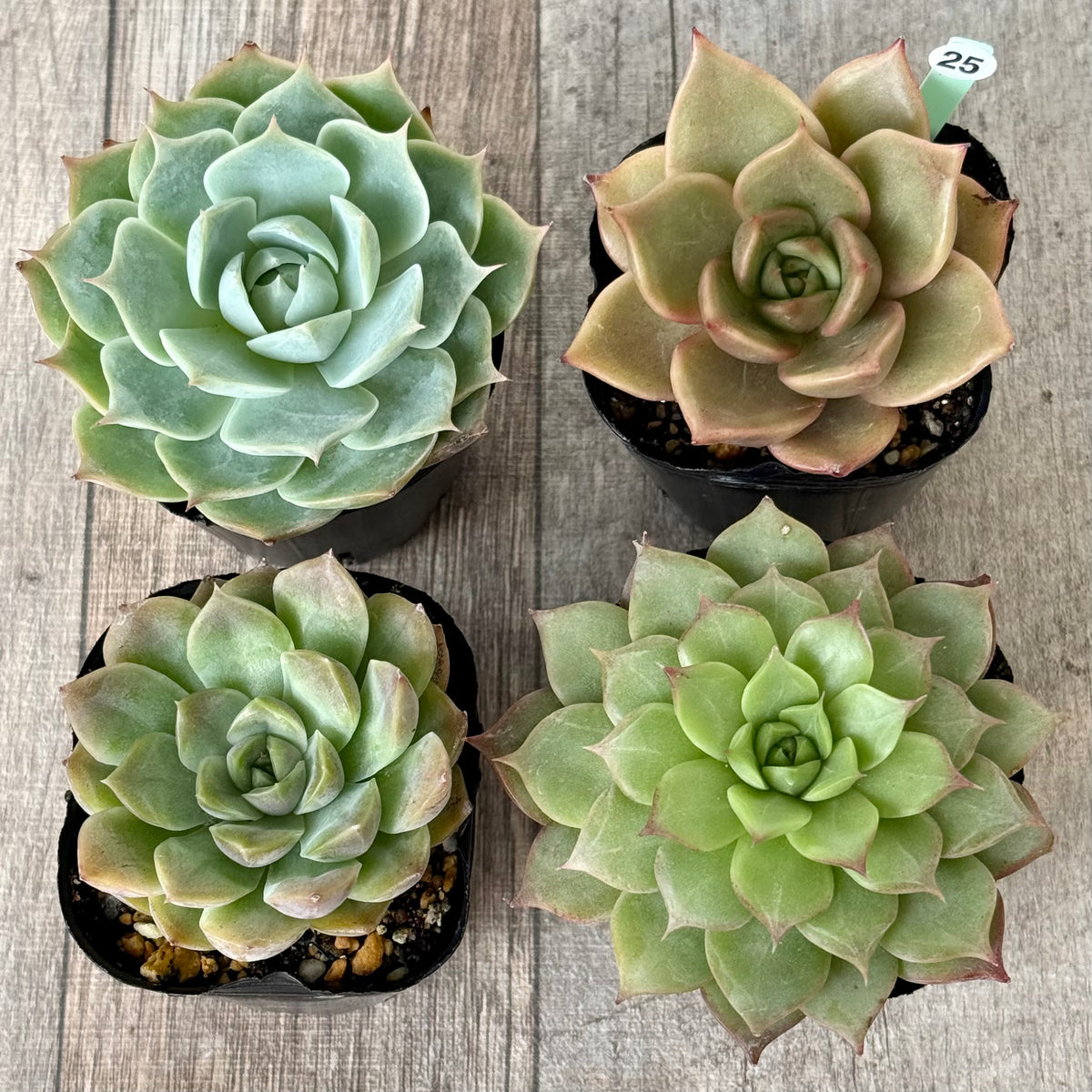 6-seedling set (Chanhee Farm) [Tawawa House seedlings]