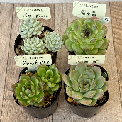 6-seedling set (Chanhee Farm) [Tawawa House seedlings]