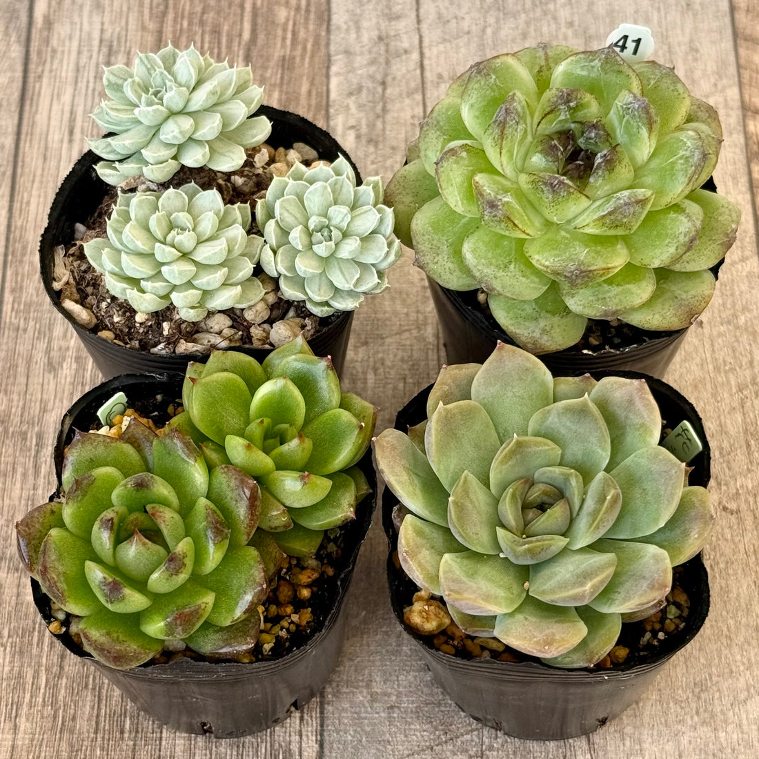 6-seedling set (Chanhee Farm) [Tawawa House seedlings]