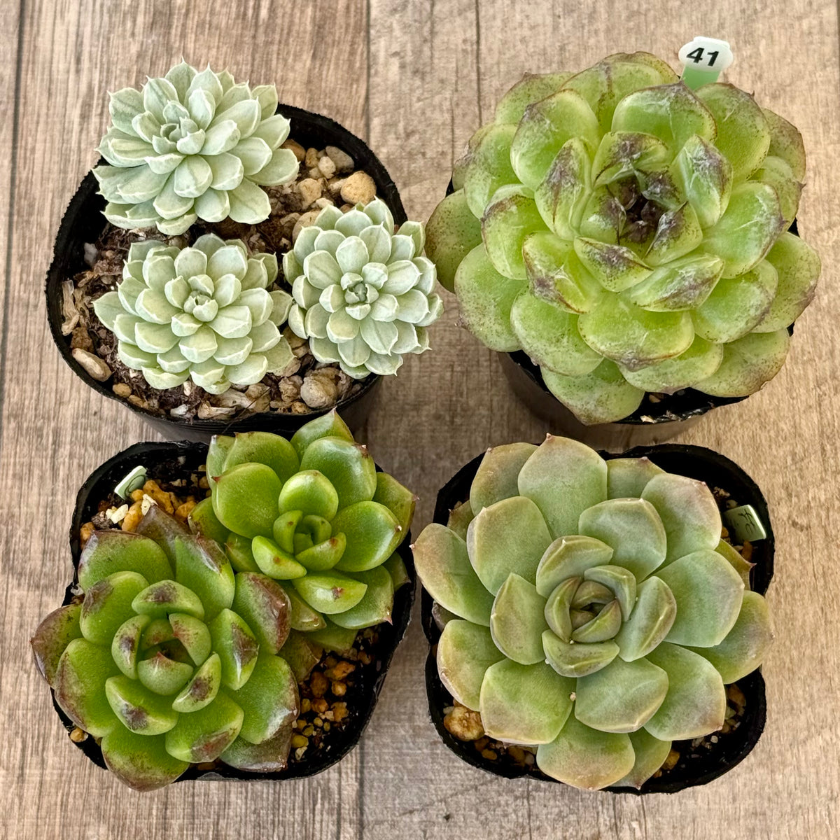 6-seedling set (Chanhee Farm) [Tawawa House seedlings]