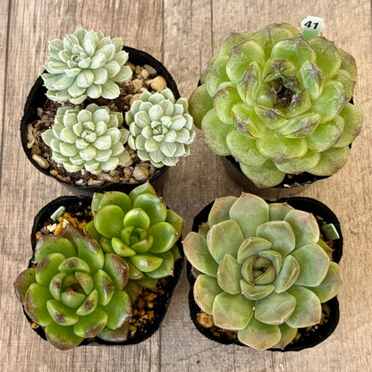 6-seedling set (Chanhee Farm) [Tawawa House seedlings]