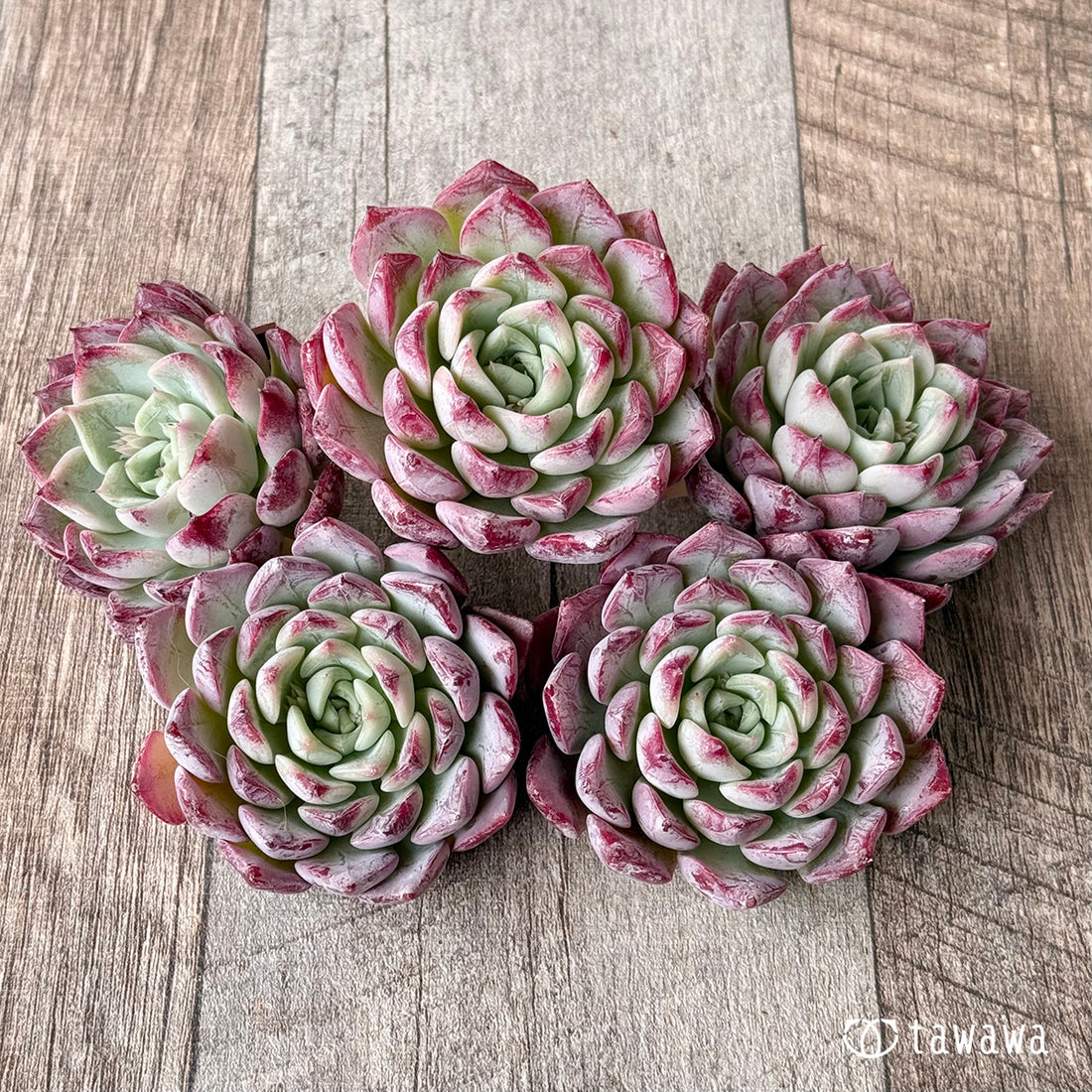 New Arrivals: Ice Green