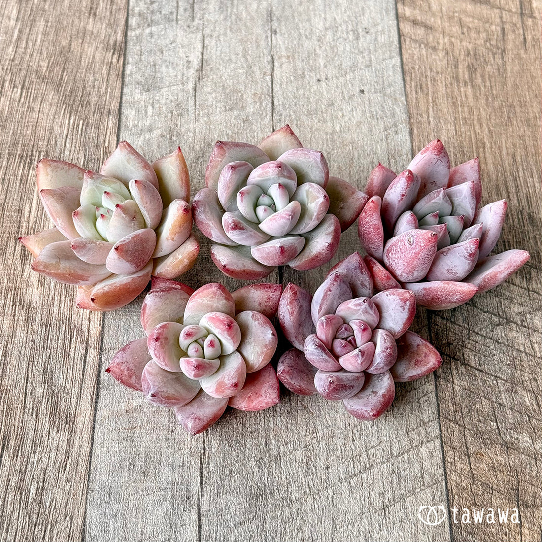 New Arrivals: Ice Green