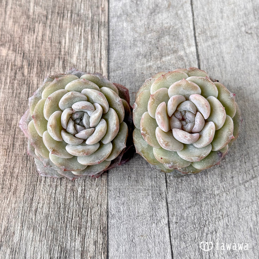 New Arrivals: Ice Green