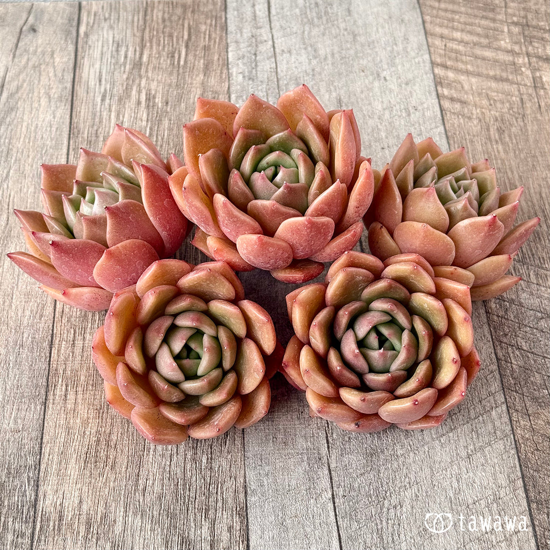 オレンジフラワー(チャンヒー農園苗)