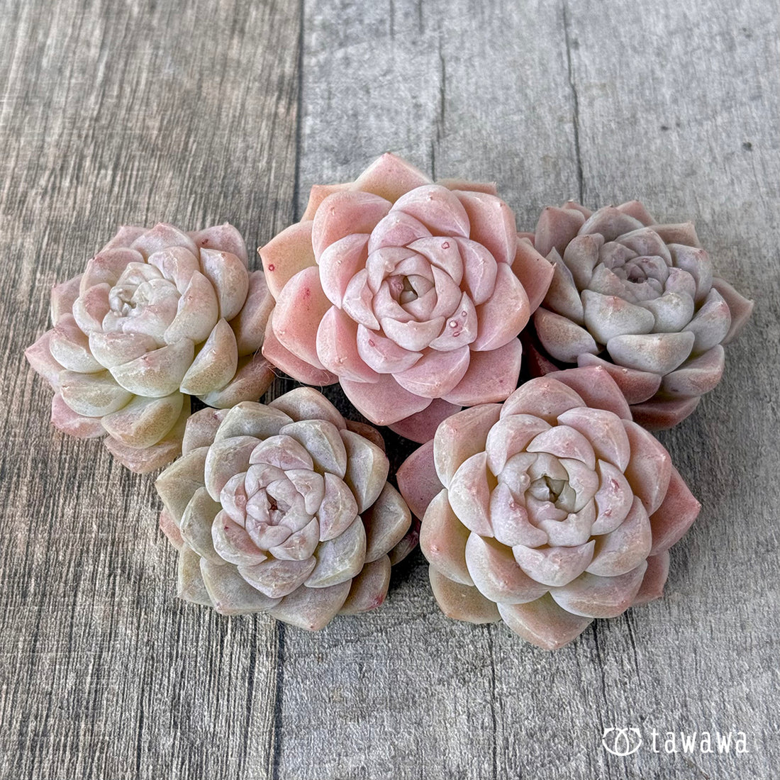 アイスキャッスル(チャンヒー農園苗)