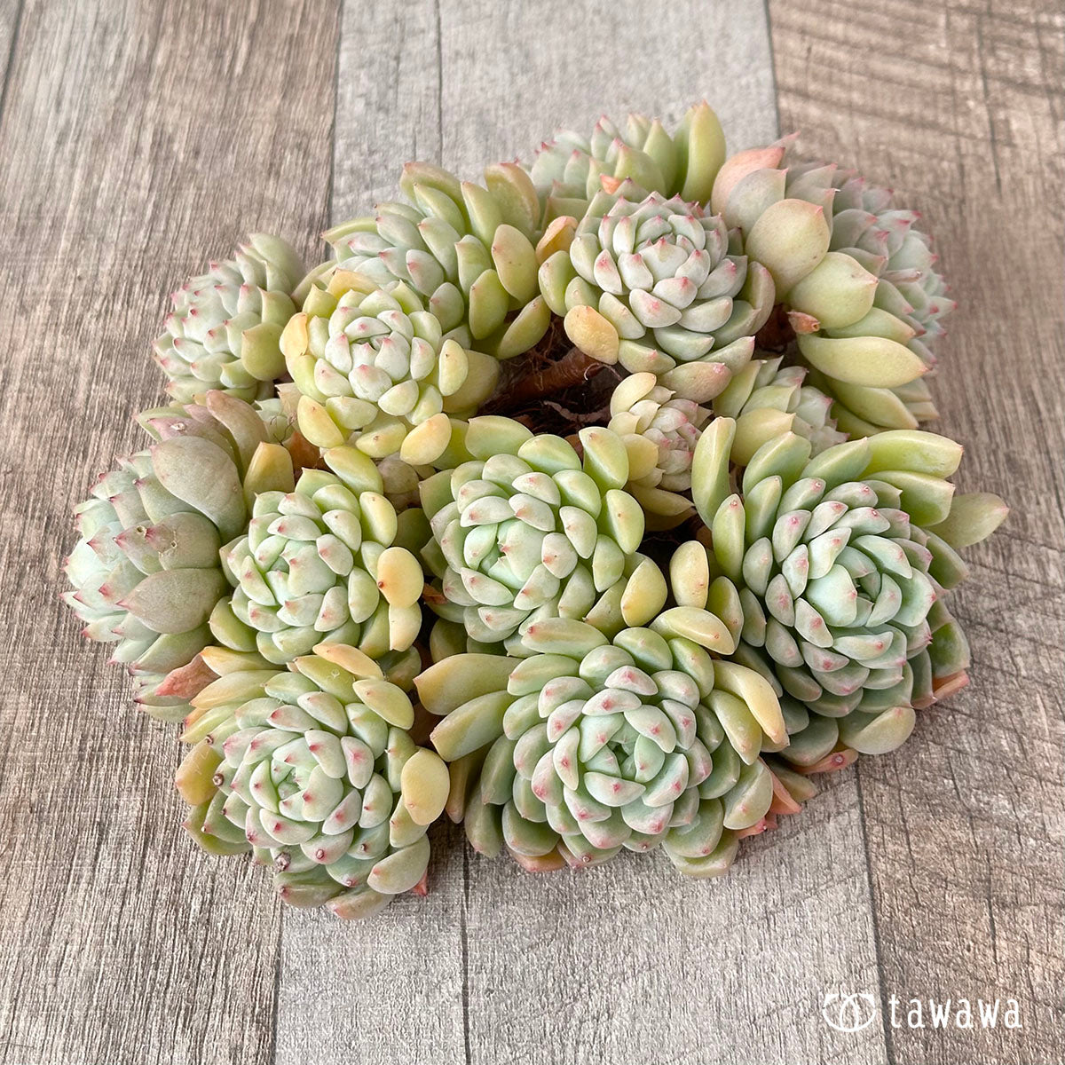 Echeveria sp. clumping seedling