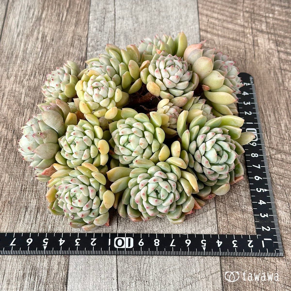 Echeveria sp. clumping seedling
