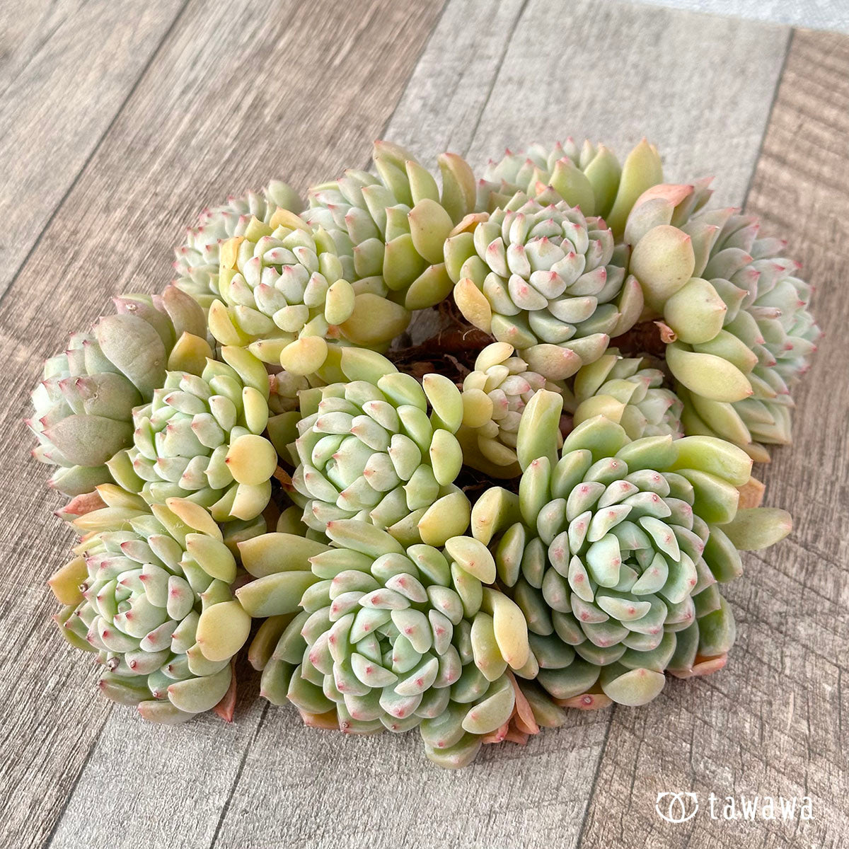 Echeveria sp. clumping seedling
