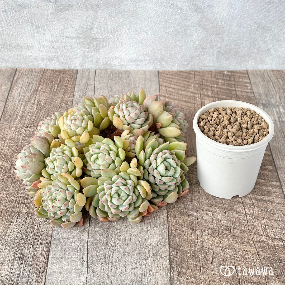 Echeveria sp. clumping seedling