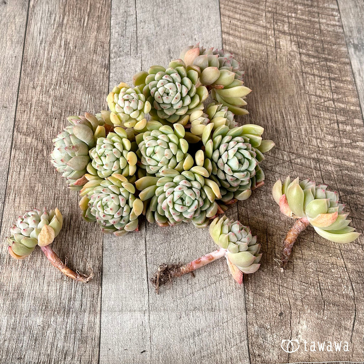 Echeveria sp. clumping seedling