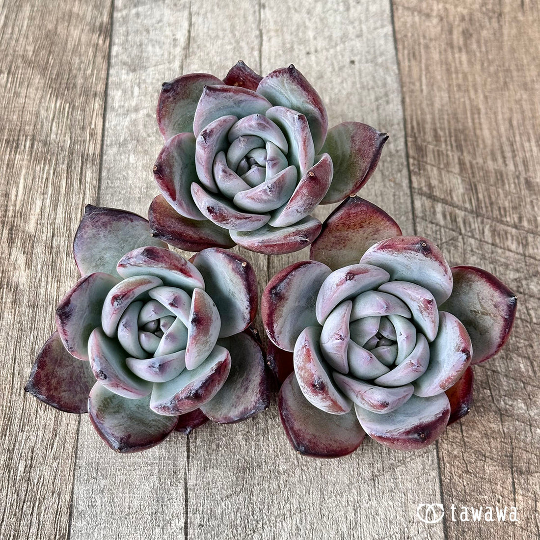 ブラックサバス【単頭・6センチ】(むっちりタイプ)