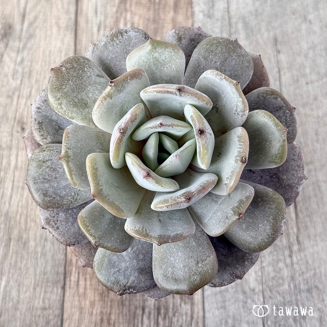 New Arrivals: Ice Green