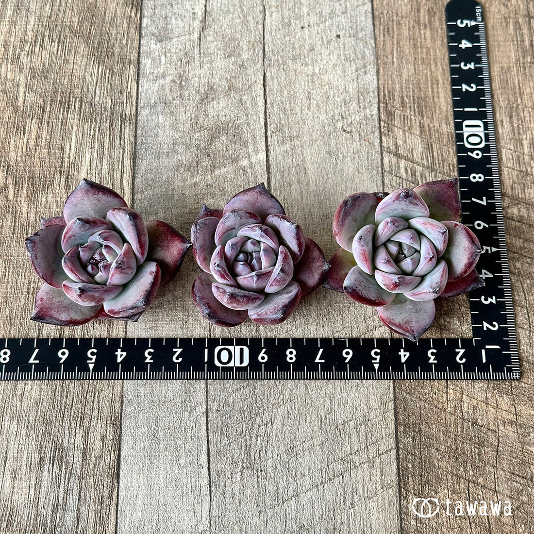 ブラックサバス【単頭・5センチ】(むっちりタイプ)