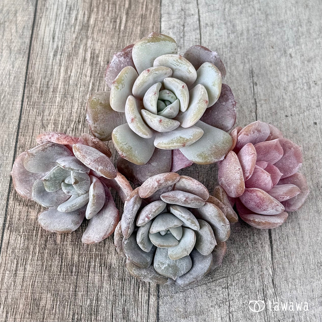 New Arrivals: Ice Green