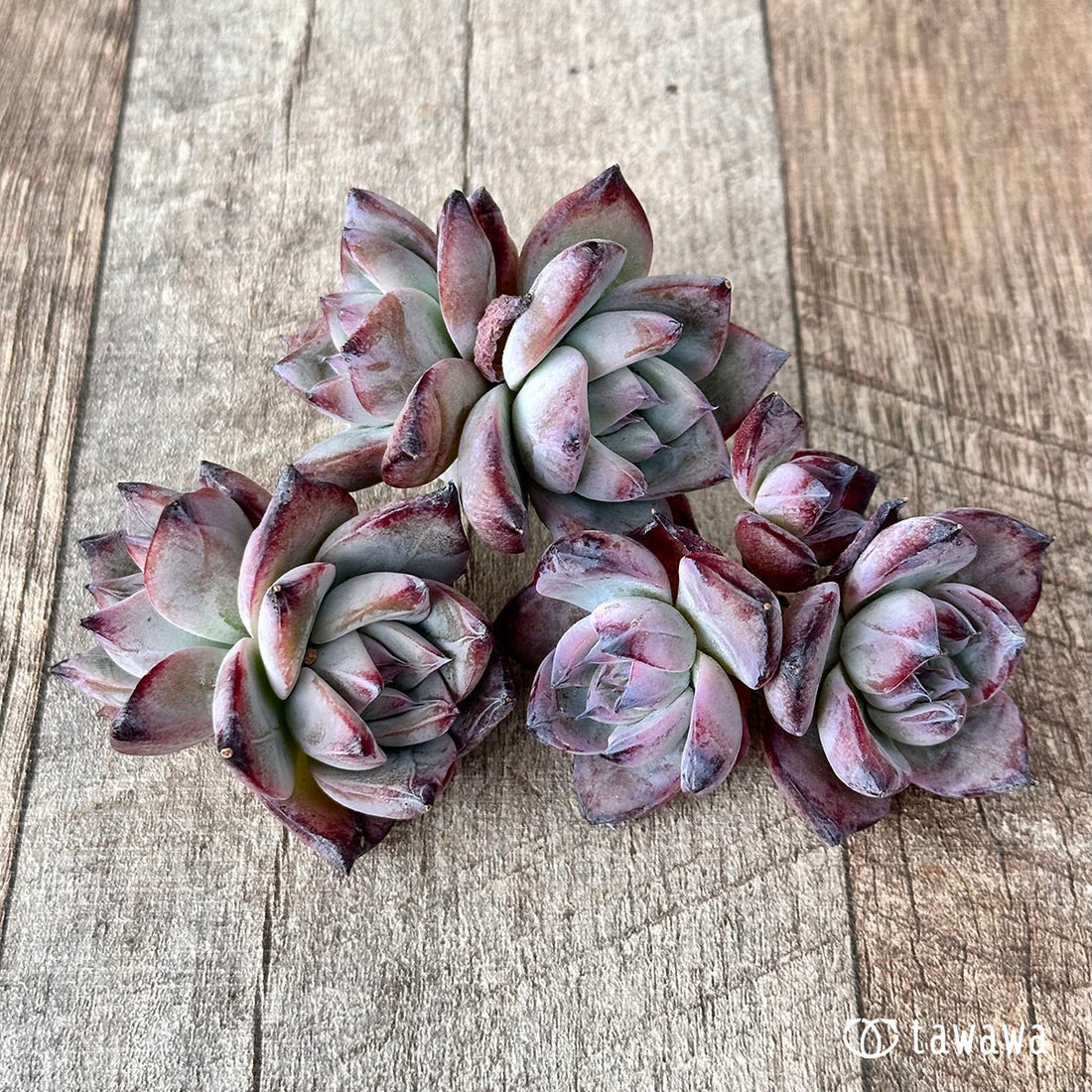 ブラックサバス【多頭】(むっちりタイプ)