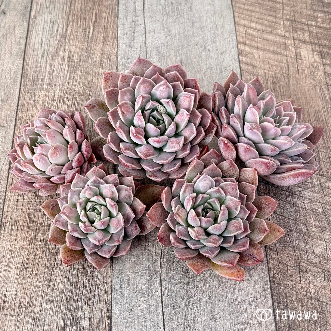 New Arrivals: Ice Green