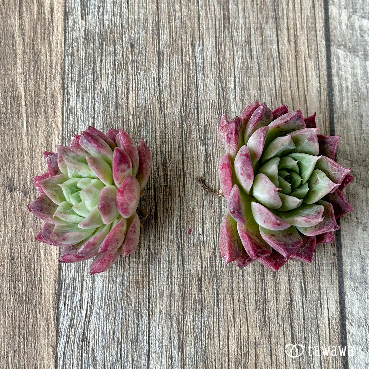 New Arrivals: Ice Green