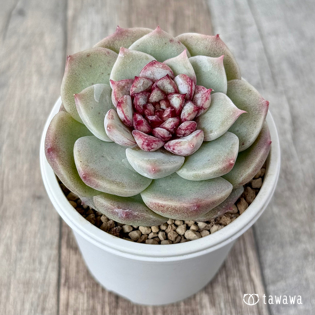 Red Velvet (Jangheui Farm Seedlings)