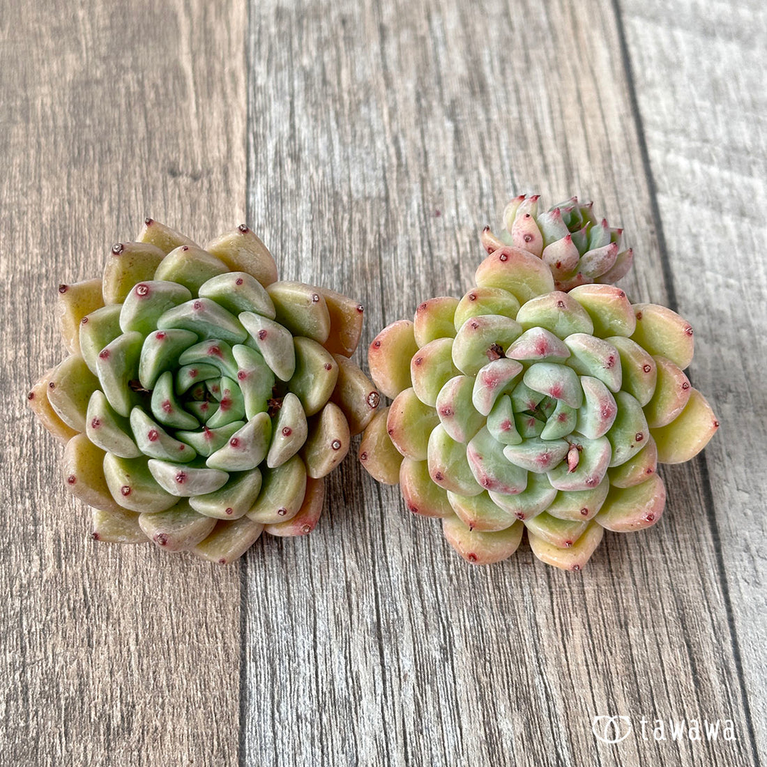 New Arrivals: Ice Green