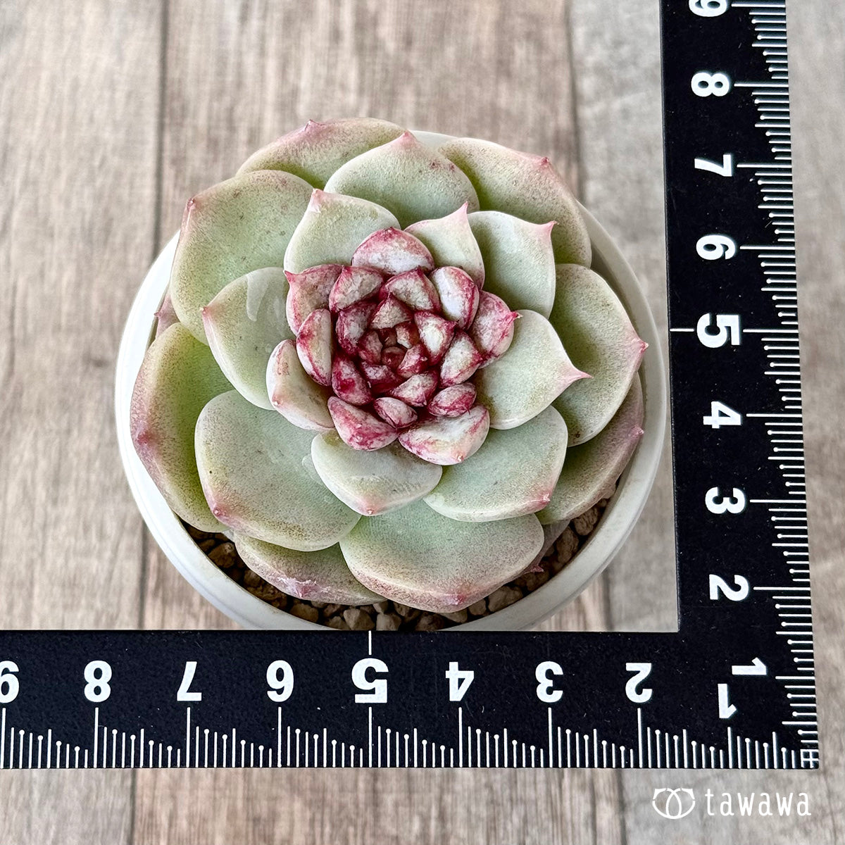Red Velvet (Jangheui Farm Seedlings)