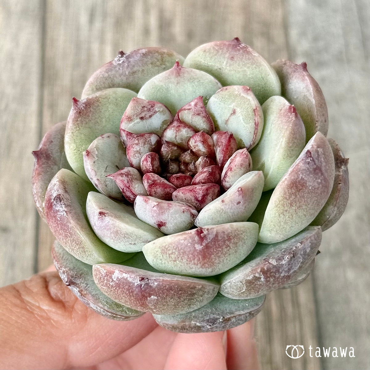 Red Velvet (Jangheui Farm Seedlings)