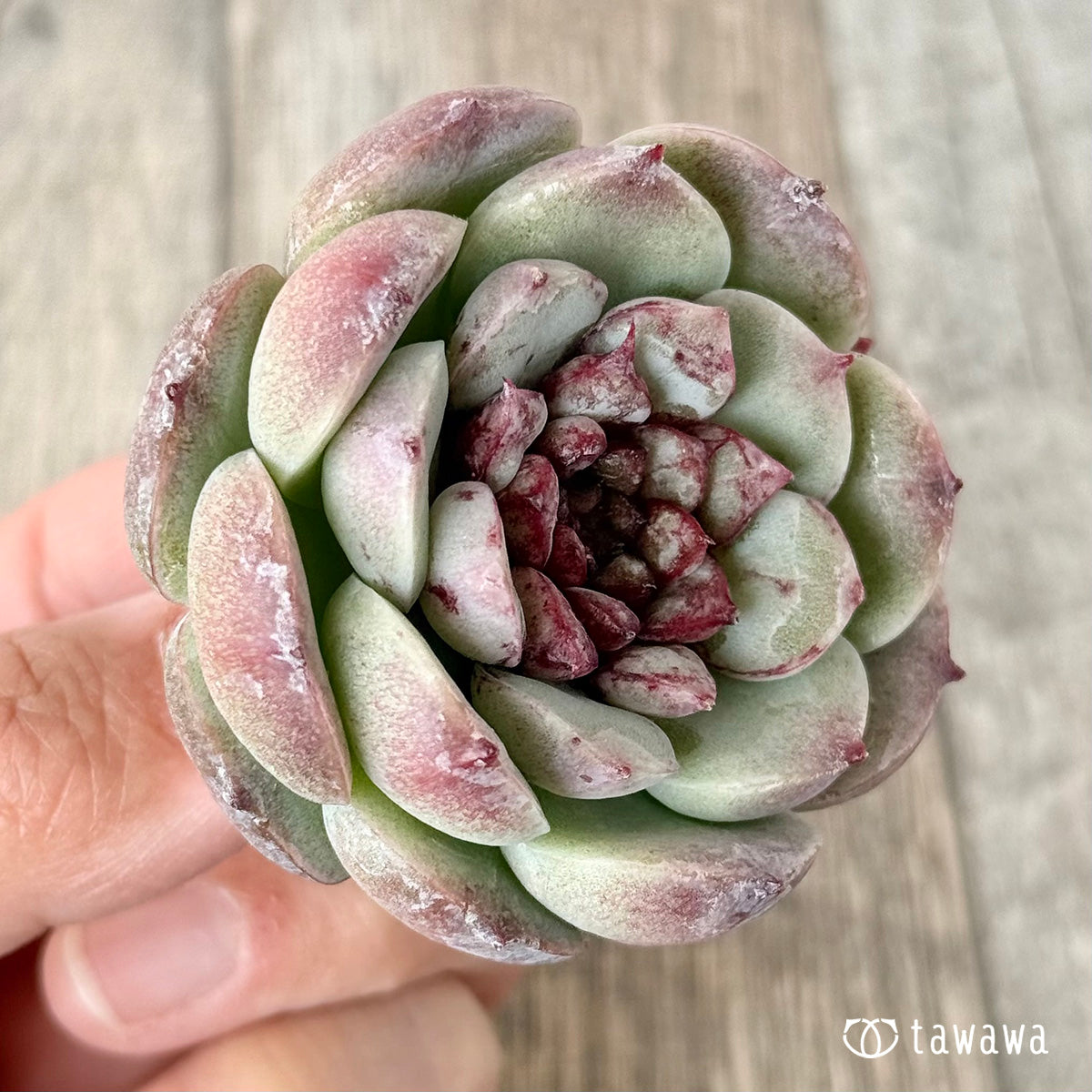 Red Velvet (Jangheui Farm Seedlings)