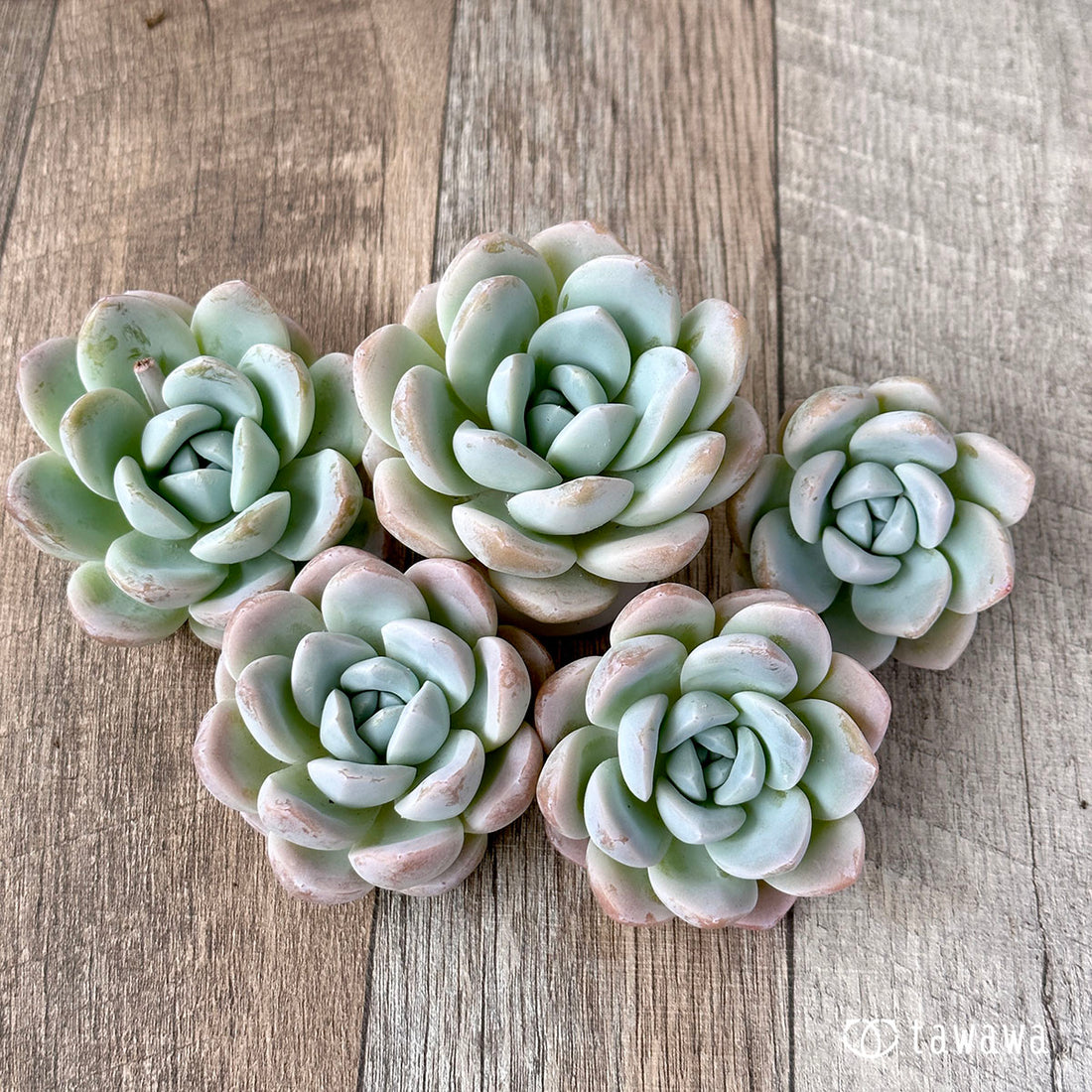 New Arrivals: Ice Green