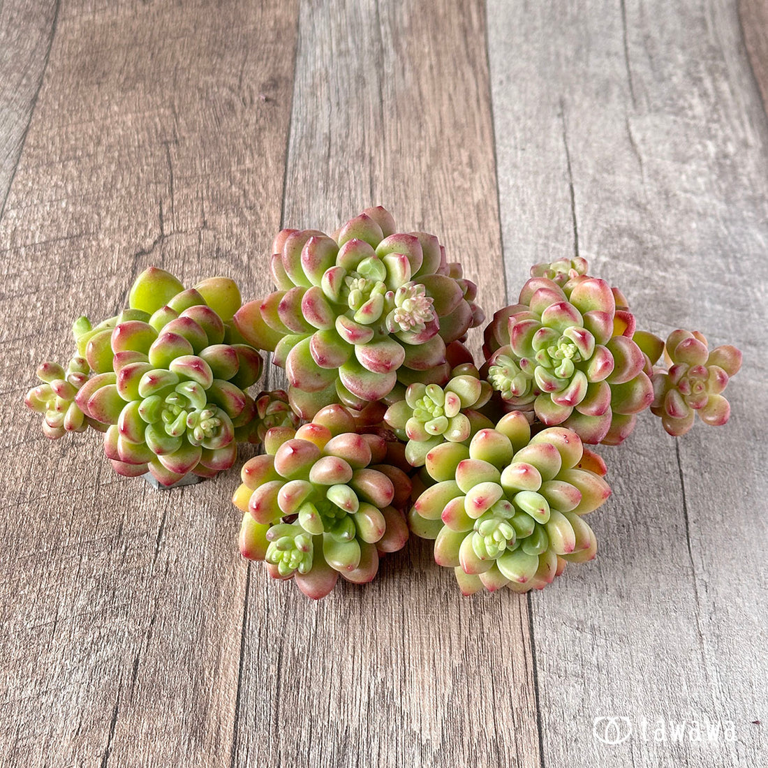 New Arrival: Shangri-la