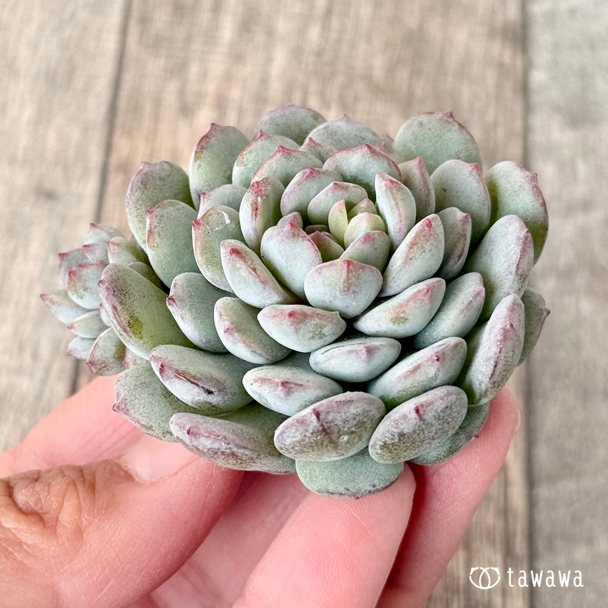 air magic succulents Robin (Air Magic Seedling) – 多肉植物の通販・販売サイト tawawa