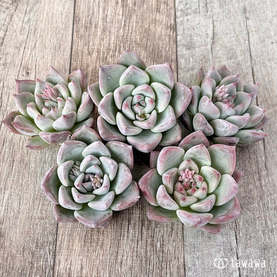 ホワイトシェイキン(エアーマジック苗)