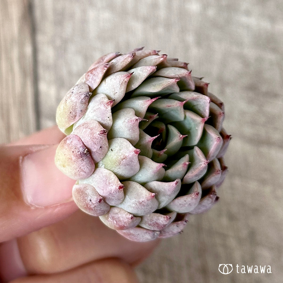 リラシナ×インディゴミニ（チャンヒー農園苗）