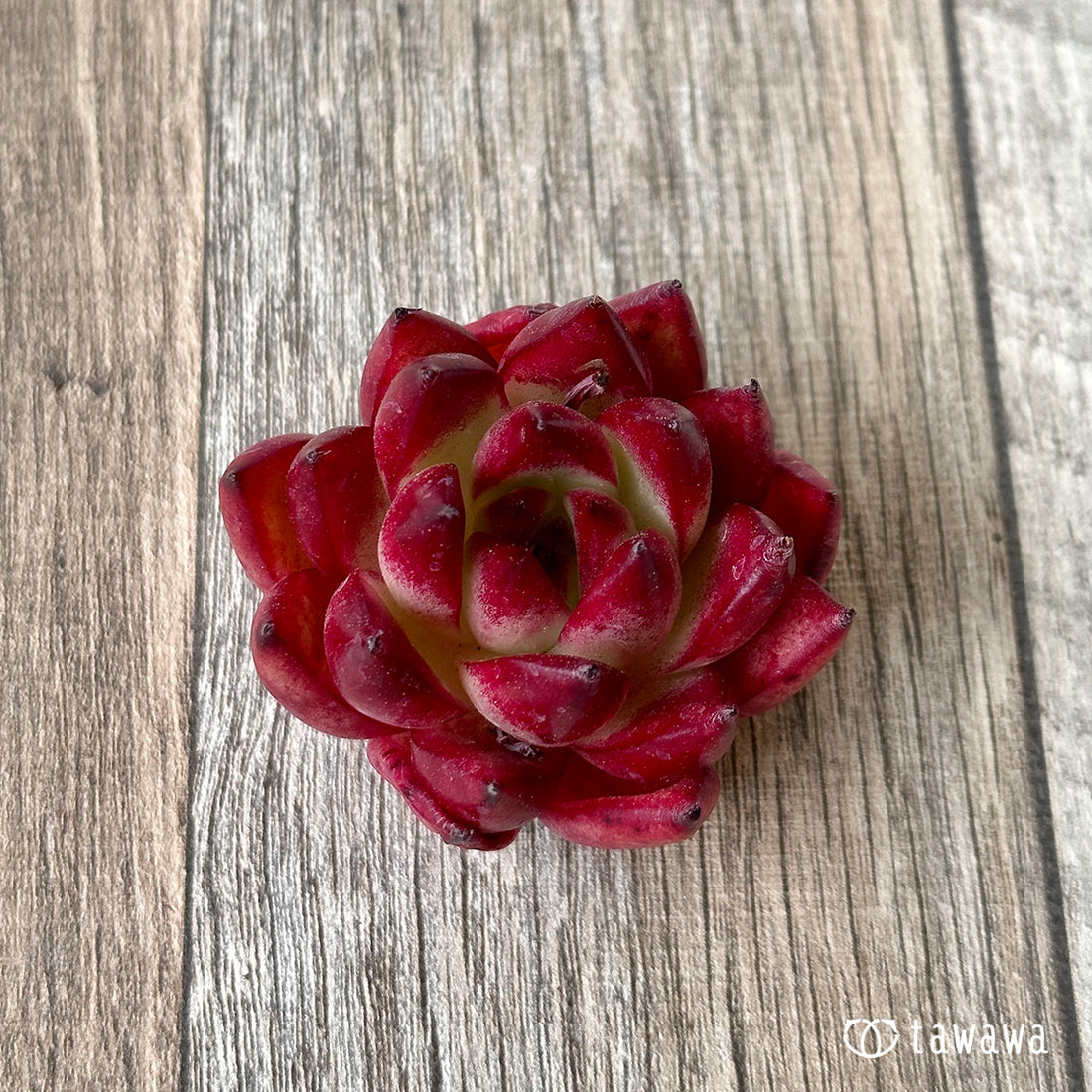 New Arrivals: Ice Green