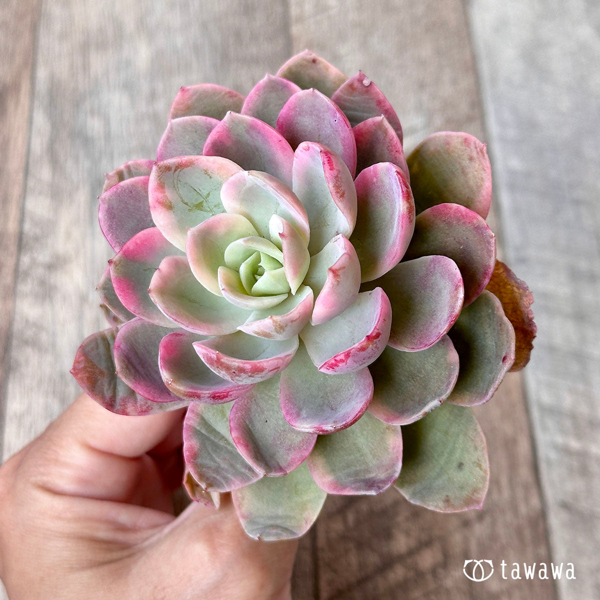 公式 多肉植物 ピンクベラ錦 カキコ カット苗