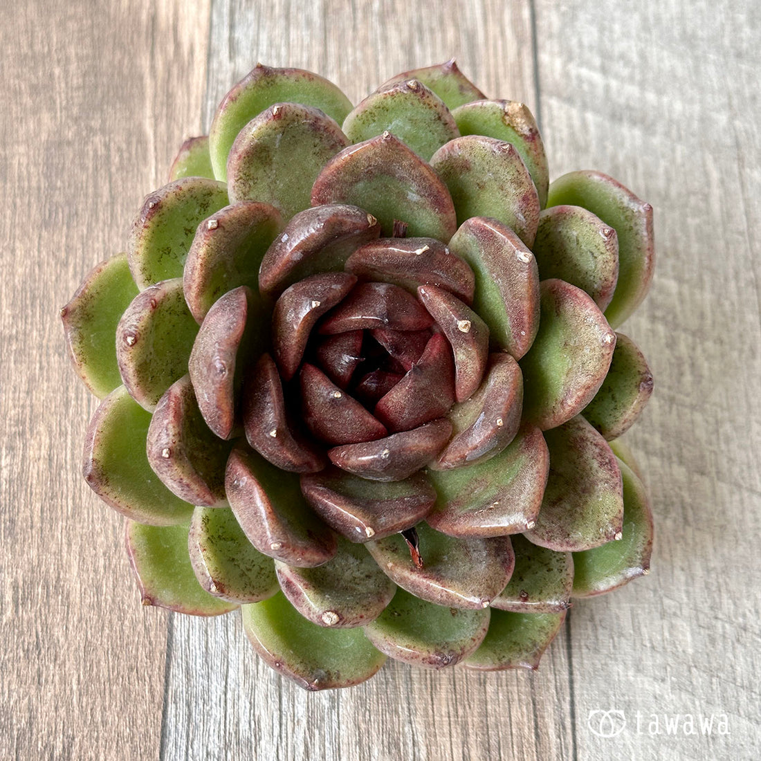 New Arrivals: Ice Green