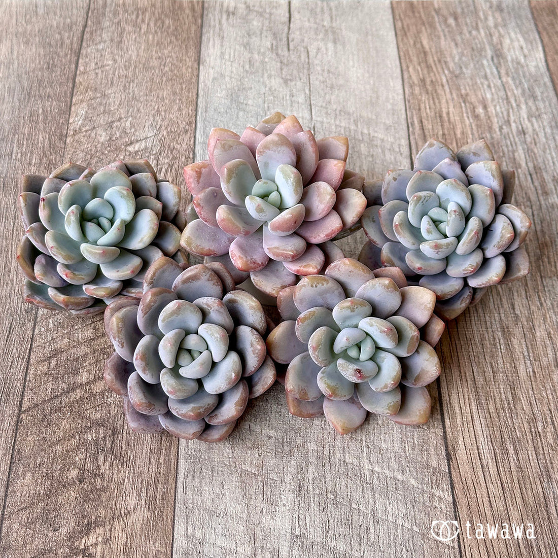 クイーンズボール(エアーマジック苗)